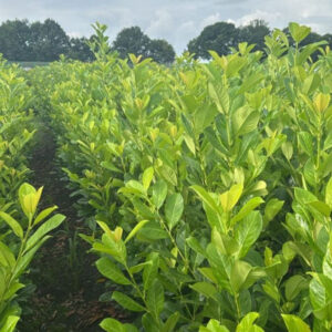 Laurier Rotundifolia