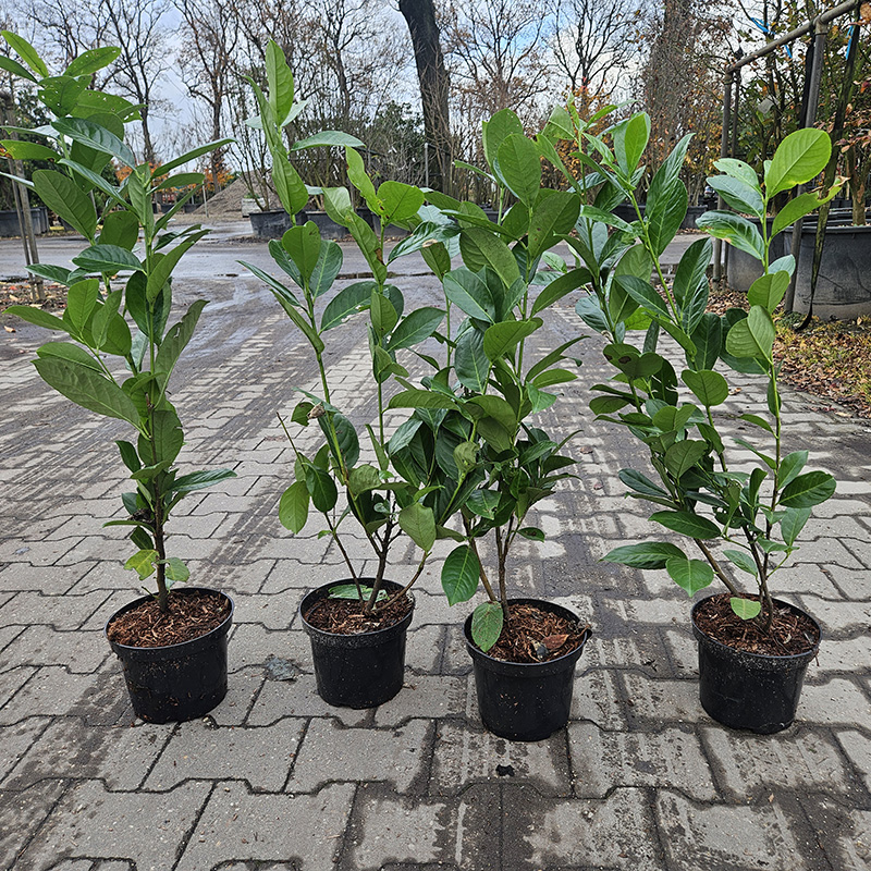 Laurier Caucasica - Afbeelding 2