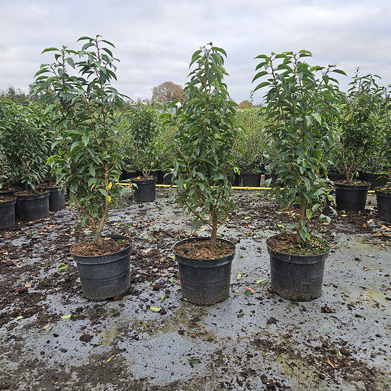 Portugese laurier - Afbeelding 3