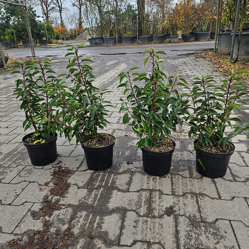 Portugese laurier - Afbeelding 4