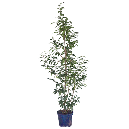 Portugese laurier budget