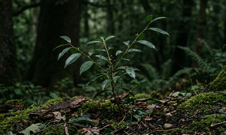 verkeerde standplaats portugese laurier