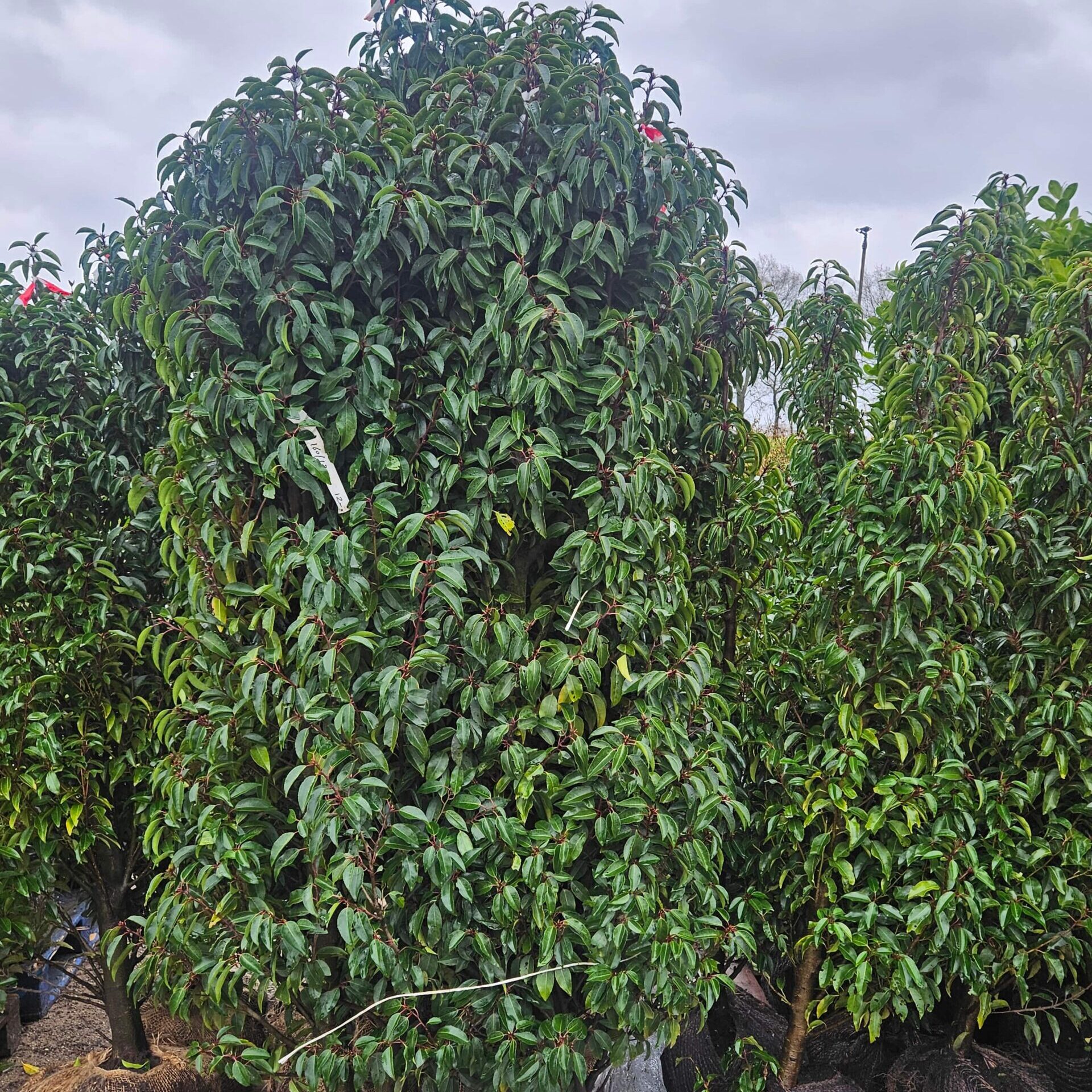 Portugese laurier - luxe