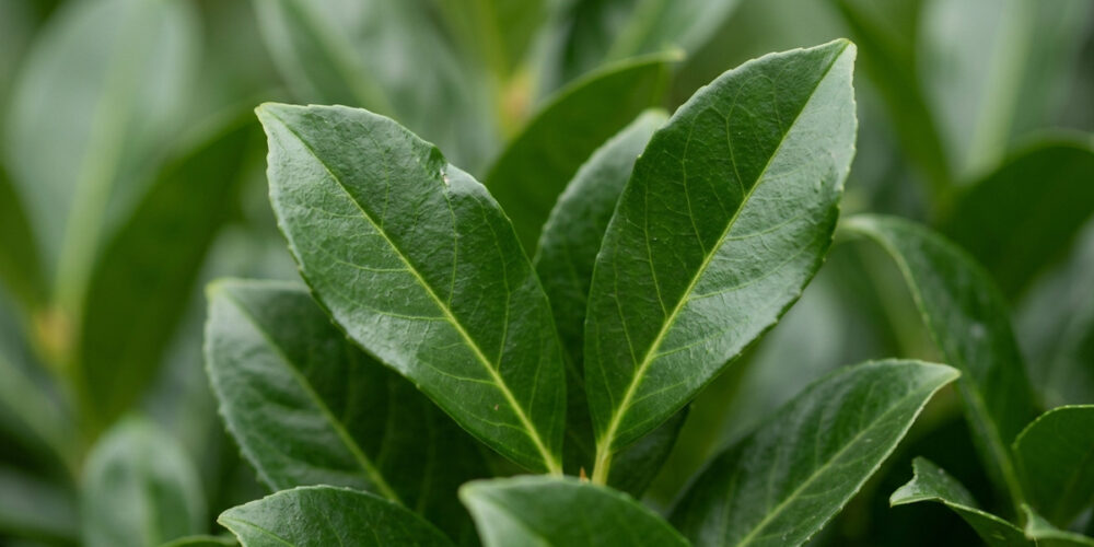 blad Laurier Caucasica