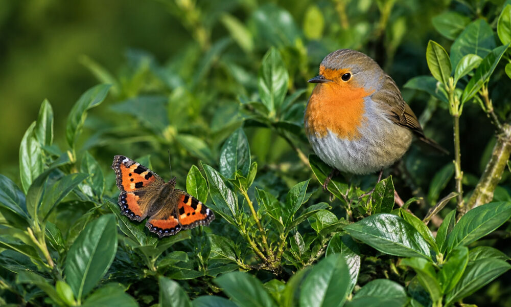 Roodborstje en vlinder rusten samen op de dichte groene bladeren van een gezonde laurierhaag.