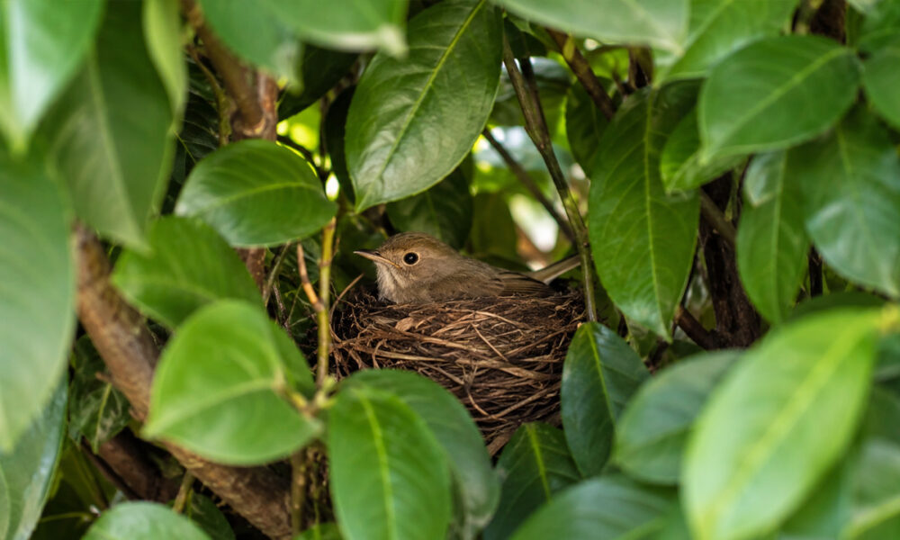 Vogelnestje met vogel veilig beschut in de dichte vertakkingen van een gezonde laurierhaag