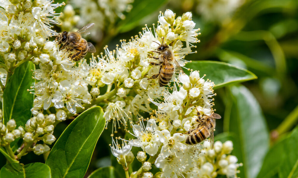 Drie bijen verzamelen nectar op de witte bloementrossen van een bloeiende laurier